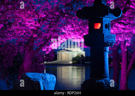 WASHINGTON DC, Vereinigte Staaten – die historische japanische Steinlaterne leuchtet während der Blütezeit in leuchtenden Kirschblüten entlang des Gezeitenbeckens. Das Jefferson Memorial steht im Hintergrund beleuchtet, eingerahmt von blühenden Yoshino-Kirschbäumen. Die jährliche Lichtzeremonie fällt mit dem National Cherry Blossom Festival zusammen, bei dem 1912 das Geschenk der Kirschbäume aus Japan gefeiert wird. Stockfoto