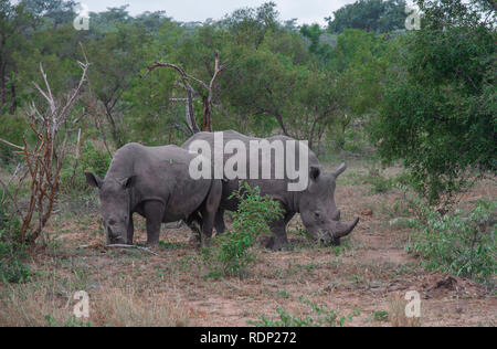 Zwei weiße Nashörner Weiden in der Hülse des Kruger National Park, Südafrika Stockfoto