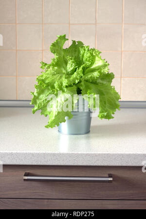 Viele leckere grüner Salat in grau Metall Eimer in Küche mit beigen Fliesen an der Wand Frontansicht closeup Stockfoto