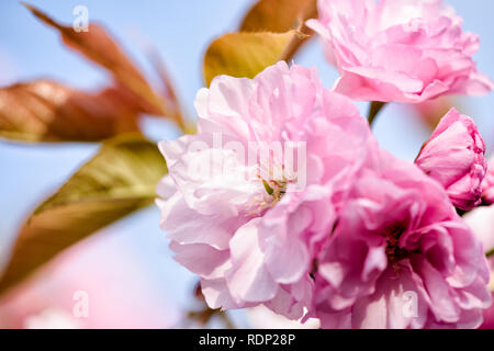 WASHINGTON DC, USA – die Kirschbäume von Kwanzan/Kanzan zeigen ihre unverwechselbaren, doppelt rosa Blüten im East Potomac Park. Diese Zierkirschen, bekannt für ihre spätere Blüte als die berühmten Yoshino-Kirschen, schaffen dramatische Darstellungen von tiefrosa Blüten. Die Kwanzan-Kirschen verlängern die Kirschblüte Washingtons über die Blüte des Gezeitenbeckens hinaus. Stockfoto