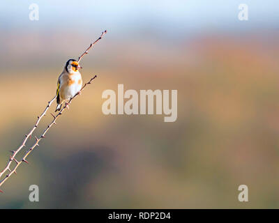 Ein Stieglitz (Carduelis carduelis) genießen die Sonnenstrahlen an farlington Marsh in Hampshire. Stockfoto