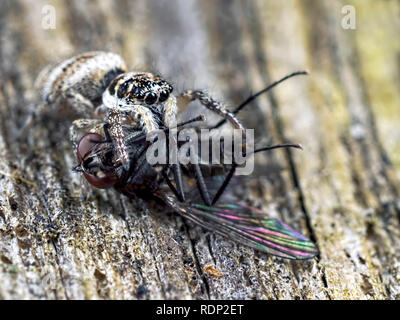 Ein Zebra Jumping Spider (Salticus scenicus) Essen eine Fliege an blashford Seen Naturschutzgebiet in Hampshire. Stockfoto