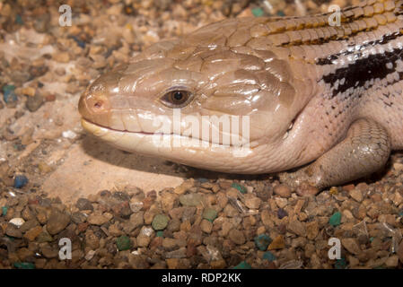 Norden (Blue-Tongued Skink Tiliqua scincoides intermedia) Stockfoto