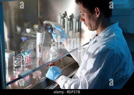 Biotechnologie Labor, Laminar Flow ein Wissenschaftler ist Pipettieren einer Zellkultur medium in einer Petrischale, Zentrum für Medizinische Stockfoto