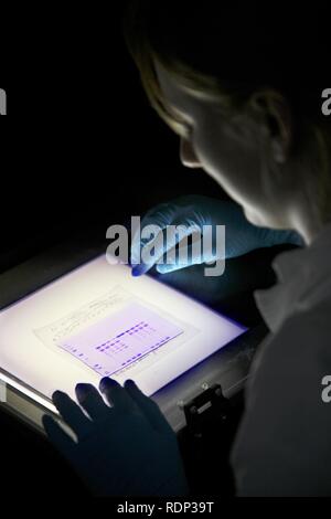 Labor, Analyse eines Proteins, das Gel auf einer Leuchtplatte, Zentrum für Medizinische Biotechnologie Universität Duisburg-Essen Stockfoto