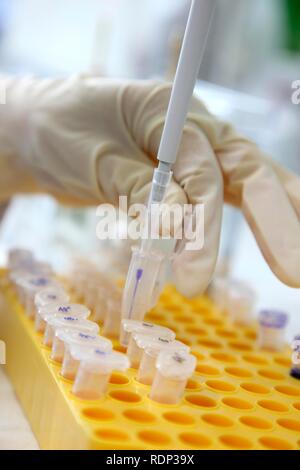 Labor, Pipettieren von DNA-Proben in Eppendorf Tubes, Zentrum für Medizinische Biotechnologie Universität Duisburg-Essen Stockfoto