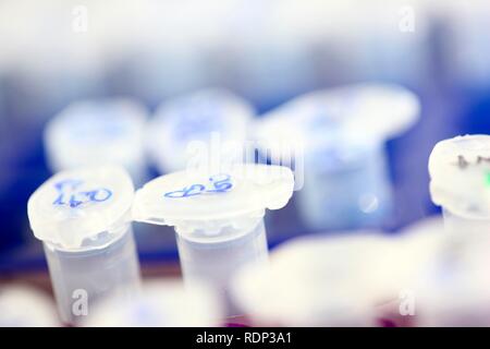 Labor, DNA-Proben in Röhrchen, Eppendorf Tubes, Zentrum für Medizinische Biotechnologie Universität Duisburg-Essen Stockfoto