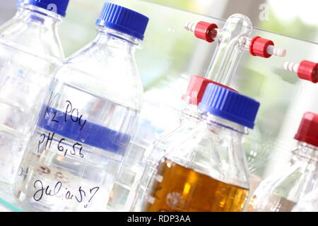 Glas Gläser, Zentrum für Medizinische Biotechnologie an der Universität Duisburg-Essen, Nordrhein-Westfalen Stockfoto