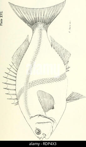 . Essbare Fische und Krebstiere von New South Wales. Crustacea -- Australien South Wales; Fische - Australien New South Wales. I Bitte beachten Sie, dass diese Bilder sind von der gescannten Seite Bilder, die digital für die Lesbarkeit verbessert haben mögen - Färbung und Aussehen dieser Abbildungen können nicht perfekt dem Original ähneln. extrahiert. Ogilby, J. Douglas (James Douglas), 1853-1925. Sydney: C. Potter, Govt. Drucker Stockfoto