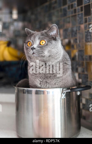 Detail Britisch Kurzhaar blau Katze sitzt in einem Topf. Stockfoto