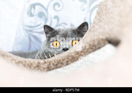 Detail Britisch Kurzhaar blau Katze schleicht. Stockfoto