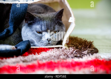 Detail Kurzhaar British Blue Cat, liegen in den Warenkorb legen. Stockfoto