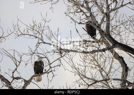 Zwei Weißkopfseeadler sitzen auf dem Baum im Winter Stockfoto