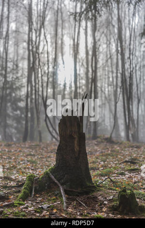 Spektakuläre Bild von einem Baumstumpf mit seinen Wurzeln mit trockenen Blättern ausgesetzt auf dem Boden im Wald mit leichten Nebel in den Belgischen Ardennen Stockfoto