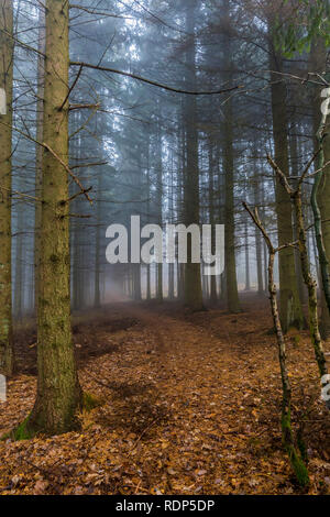 Schönes Bild von einer Spur im Wald in trockene Blätter fallen unter hohen Pinien an einem kalten Herbstmorgen in den Belgischen Ardennen Stockfoto