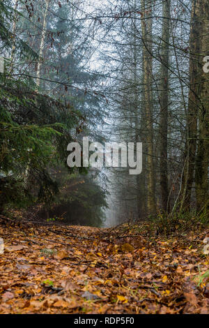 Bild von einem niedrigeren Perspektive einer Spur im Wald im trockenen Blätter fallen unter hohen Pinien an einem kalten Herbstmorgen in den Belgischen Ardennen Stockfoto