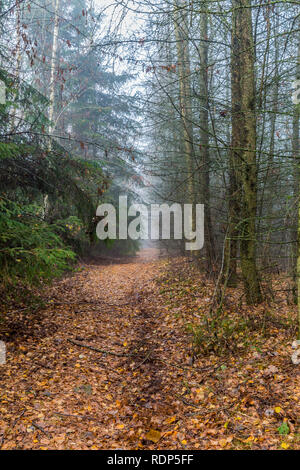 Schönes Bild von einer Spur im Wald in trockene Blätter unter Pinien auf einen tollen Herbsttag in den Belgischen Ardennen Stockfoto