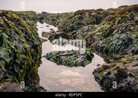 Tidepools und Felsen in Algen während der Ebbe in Fitzgerald Marine Reserve, Moss Beach, Kalifornien abgedeckt Stockfoto