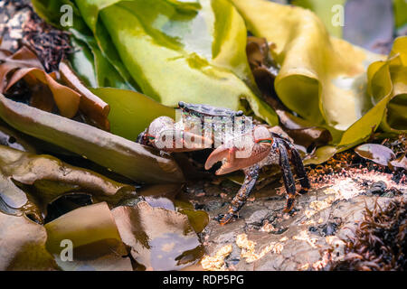 Nahaufnahme von einem winzigen Krabben Vermischung unter den Algen an der Fitzgerald Marine Reserve tidepools, Moss Beach, Kalifornien Stockfoto