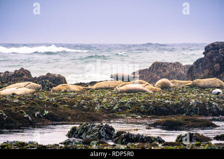 Seehunde sitzen auf den Felsen bei Ebbe, Fitzgerald Marine Reserve, Moss Beach, Kalifornien Stockfoto