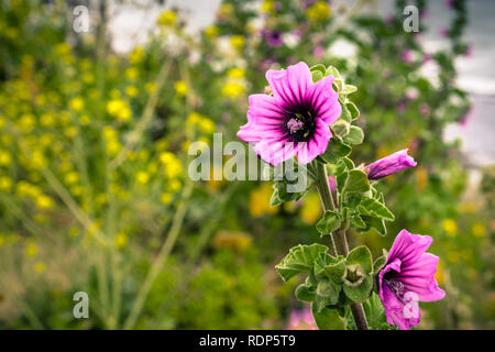 Baum Malve (Malva Arborea) blühen am Pazifischen Ozean Küste, Moss Beach, Kalifornien Stockfoto