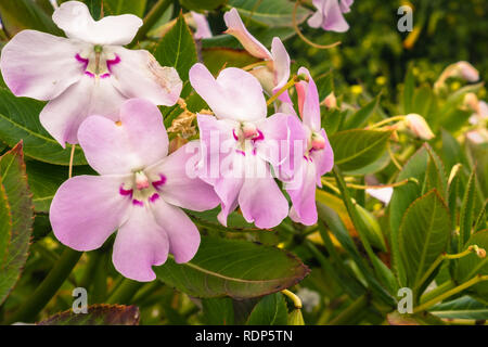 Impatiens sodenii Blumen (der arme Mann Rhododendron), Moss Beach, San Francisco Bay Area, Kalifornien Stockfoto