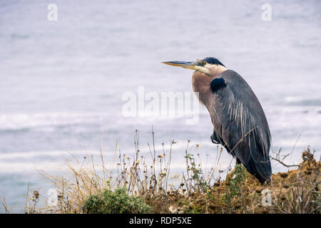 Great Blue Heron ruht auf dem Pazifik Küste Bluffs, Moss Beach, Kalifornien Stockfoto