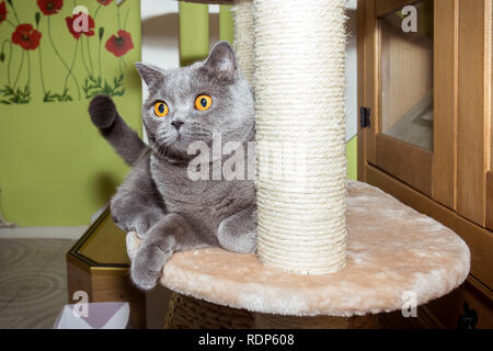 Detail Britisch Kurzhaar Blue Cat ist für Spielzeug warten. Stockfoto