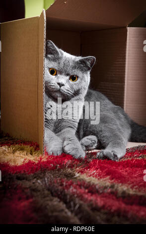 Detail Britisch Kurzhaar blau Cat ist das Verlegen im Karton. Stockfoto