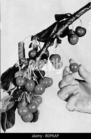 . Luther Burbank, seine Methoden und Entdeckungen und ihre praktische Anwendung;. Pflanzenzüchtung. Blätter der Stein auf dem Baum dieser direkten Farbfoto Drucken zeigt eines der neuen Herrn Burbank's Productions, eine canning Cherry, die, wenn sie aufgegriffen, die Grube auf dem Baum Blätter. Die Ersparnis nicht die Kirschen in der Konservenfabrik, Obwohl zunächst scheinbar unbedeutenden Grube, ist, die insgesamt größer als würde sein soll, insbesondere angesichts der Tatsache, dass die konservierungssaisons sind so kurz, dass viel Frucht verdirbt durch Handhabung und durch die Verzögerung, die Handhabung necessilates.. Bitte Stockfoto