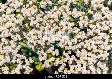 St. Catherine's Lace (Eriogonum giganteum) Blumen blühen in den Ulistac Natural Area, Santa Clara, San Francisco Bay Area, Kalifornien Stockfoto