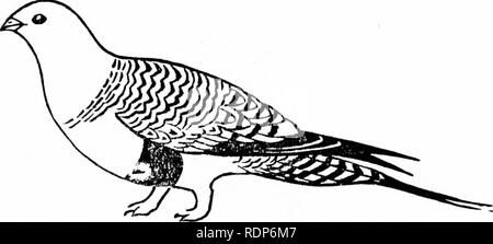 . Fell und Feder in Nordchina. Jagd; Natural History. Verschiedenes Vögel. 157 Aus sportlicher Sicht die erste dieser verschiedene Arten Ansicht sollte die Pin-tailed sandgrouse (Syrrhaptes para-doxus). Genau genommen ist dies nicht eine chinesische Vogel, aber nur en gelegentlichen Besucher. Seine wahre Heimat ist der Mongolei, in Sibirien und in den Steppen Zentralasiens, woher er dringt in Süd- Osteuropa, in China und anderen Nachbarländern. Über die Größe einer Taube, die es etwas in Aufbau und Form ähnelt, es ist ein schöner Vogel eines Sandy Farbe mit hübschen Markierungen. Th Stockfoto