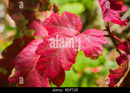 Red Poison oak (Toxicodendron diversilobum) Blätter, Kalifornien Stockfoto