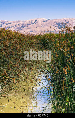 Tule Schilf und cattail in den Sumpf wiederhergestellt bei Alviso Marina County Park, San Jose, Kalifornien Stockfoto