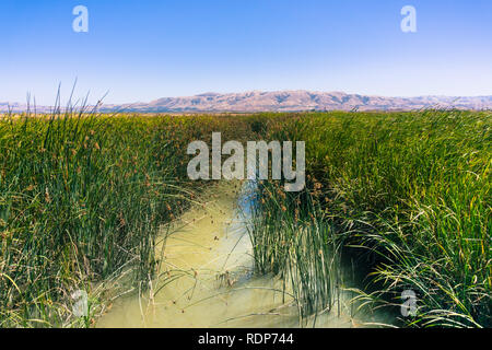 Tule Schilf und cattail in den Sumpf wiederhergestellt bei Alviso Marina County Park, San Jose, Kalifornien Stockfoto