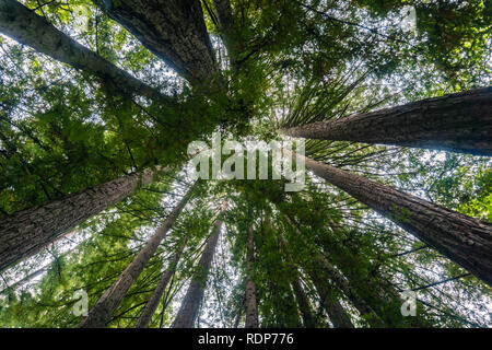 Sie suchen in einem Redwood Bäumen (Sequoia sempervirens) Wald, Kalifornien Stockfoto