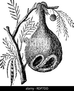 . Die Biene und weiße Ameisen, ihre Sitten und Gewohnheiten; mit Illustrationen von tierischen Instinkt und Intelligenz. Bienen; Instinkt; Termiten. NEST OP die BAYA. Puppe, stellt sich in seiner Zelle mit dem Kopf nach unten, und ist somit erforderlich, wenn im perfekten Zustand ankommen, durch den Boden in diese Richtung zu gehen.*' 73. Es ist vor allem in der ersten Zeit ihres Lebens, dass die Tiere im allgemeinen schwach sind, Ausschreibung, und hilflos, und brauchen Schutz vor atmosphärischen Wechselfälle und Schutz vor den Angriffen der Feinde; und wir finden, dass es genau diese ist Richtung Stockfoto