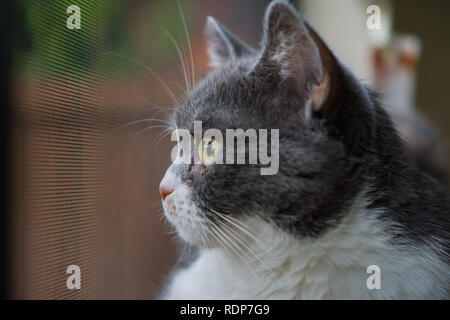 In der Nähe der Graue und weisse Katze schauen aus dem Fenster, eine geringe Tiefenschärfe Stockfoto