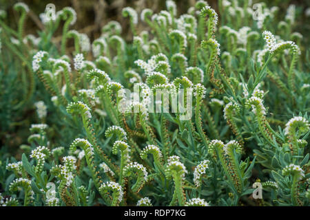 Seaside Heliotrop (Heliotropium curassavicum) blühen auf der Küstenlinie von South San Francisco Bay, Kalifornien Stockfoto