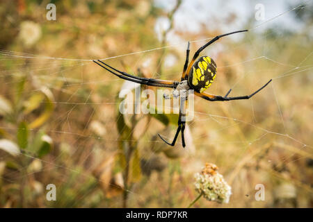 Große weibliche Gartenkreuzspinne (Argiope aurantia), Alviso Marsh, San Francisco Bay Area, Kalifornien Stockfoto