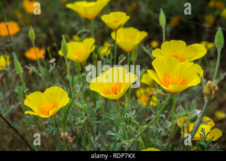 Kalifornien Mohn (Eschscholzia californica) wachsen auf einer Wiese, South San Francisco Bay, Kalifornien Stockfoto