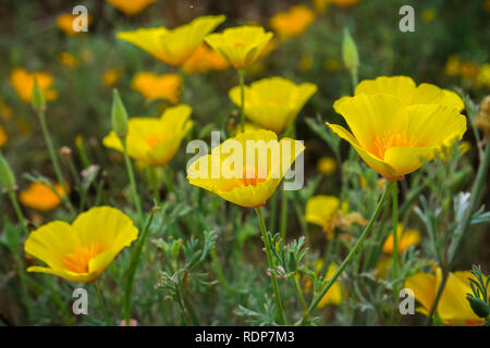 Kalifornien Mohn (Eschscholzia californica) wachsen auf einer Wiese, South San Francisco Bay, Kalifornien Stockfoto