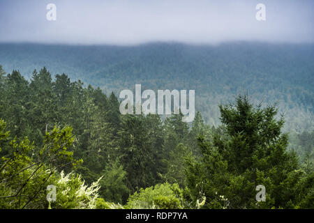 Starker Nebel in Santa Cruz Mountains an einem Sommertag, Kalifornien Stockfoto