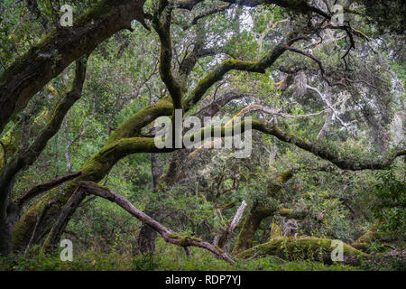 Moos bedeckt live Eichen, Kalifornien Stockfoto