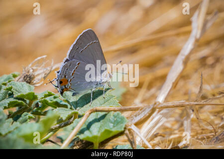 In der Nähe von Grau Hairstreak (Strymon melinus) Schmetterling, San Francisco Bay Area, Kalifornien Stockfoto