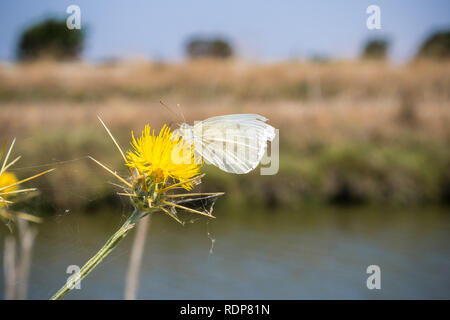 Weißkohl Schmetterling Bestäubung einen gelben Stern thistle Wildflower, Kalifornien Stockfoto