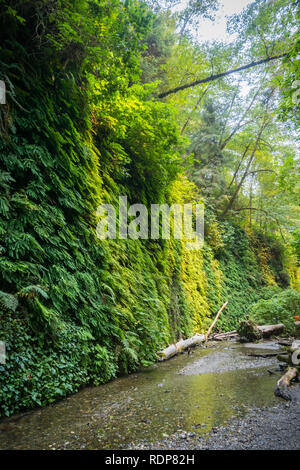 Wand bedeckte in fünf fingered Farne, Fern Canyon, Prairie Creek Redwoods State Park, Kalifornien Stockfoto