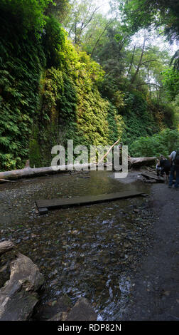 Canyon Wände in fünf Finger Farne, Fern Canyon, Prairie Creek Redwoods State Park, Kalifornien Stockfoto