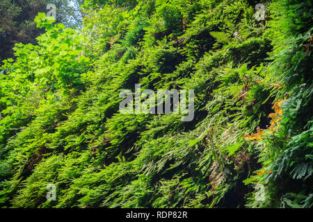 Canyon Wände in fünf Finger Farne, Fern Canyon, Prairie Creek Redwoods State Park, Kalifornien Stockfoto