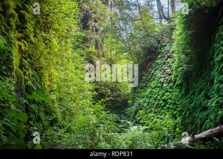 Canyon Wände in fünf Finger Farne, Fern Canyon, Prairie Creek Redwoods State Park, Kalifornien Stockfoto